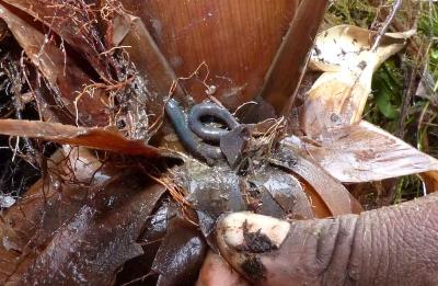 Un ver de terre d’une espèce probablement endémique de Martinique (genre Dichogaster) dans une Broméliacée © M. Coulis, Cirad